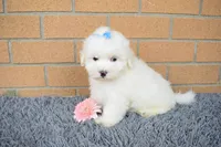Baxter 🐶, a male Maltese for sale in Fresno, OH – 3 of 7