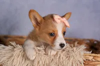   Carrie💕, a female Pembroke Welsh Corgi for sale in Fresno, OH – 9 of 10