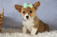 Zella 💗, a female Pembroke Welsh Corgi for sale in Fresno, OH – 1 of 9