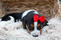 Chip🐶, a male Beagle for sale in Fresno, OH – 7 of 8