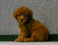 Lily , a female Poodle - Miniature  for sale in Fresno, OH – 8 of 10