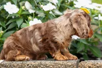 Ike💙, a male Miniature Dachshund for sale in Fresno, OH – 2 of 10