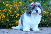 Rain🌸🐾, a female Cavapoo for sale in Fresno, OH – 4 of 10