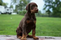 Gus 🐾, a male Doberman Pinscher for sale in Fresno, OH – 3 of 8