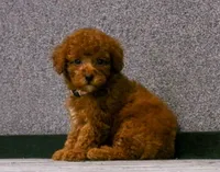Lily , a female Poodle - Miniature  for sale in Fresno, OH – 9 of 10