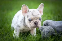 🐾 Meet Knox, a male French Bulldog for sale in Fresno, OH – 2 of 10