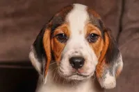 Dallas 🐾, a male Beagle for sale in Fresno, OH – 4 of 10
