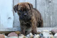 Ashton, a male English Bulldog and Beagle for sale in Fresno, OH – 2 of 8