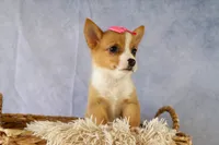 Yara ❤️, a female Pembroke Welsh Corgi for sale in Fresno, OH – 7 of 10