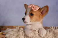   Carrie💕, a female Pembroke Welsh Corgi for sale in Fresno, OH – 5 of 10