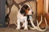 Dillard🐾, a male Beagle for sale in Fresno, OH – 3 of 9