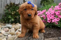  Quincy 🐶, a male Golden Retriever for sale in Fresno, OH – 9 of 10