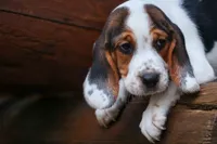 Dallas 🐾, a male Beagle for sale in Fresno, OH – 7 of 10
