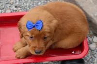  Quincy 🐶, a male Golden Retriever for sale in Fresno, OH – 3 of 10