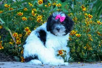 Remi 🩷, a female Cavapoo for sale in Fresno, OH – 3 of 10
