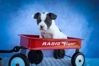Quinto Bear🐾, a male Frenchton for sale in Fresno, OH – 7 of 10