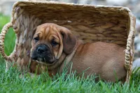 Axel 💙🐾, a male English Bulldog and Beagle for sale in Fresno, OH – 8 of 9