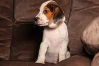 Dallas 🐾, a male Beagle for sale in Fresno, OH – 2 of 10