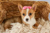 Yara ❤️, a female Pembroke Welsh Corgi for sale in Fresno, OH – 8 of 10