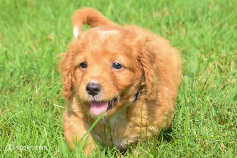 Sierra 💗🐾 – Maltipoo puppy for sale in Fresno, OH