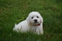  Tucker, a male Bichon Frise for sale in Fresno, OH – 4 of 6