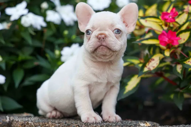  Reba 💕 – French Bulldog puppy for sale in Fresno, OH