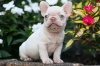  Reba 💕, a female French Bulldog for sale in Fresno, OH – 2 of 8