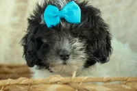 Remi 🩷, a female Cavapoo for sale in Fresno, OH – 3 of 10