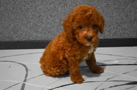 Lenny, a female Poodle - Miniature  for sale in Fresno, OH – 9 of 10