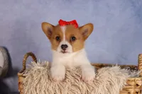 Brusie, a male Pembroke Welsh Corgi for sale in Fresno, OH – 5 of 10