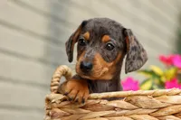 Holly 🌸, a female Miniature Dachshund for sale in Fresno, OH – 5 of 10