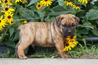 Archie 🐶, a male English Bulldog and Beagle for sale in Fresno, OH – 6 of 9