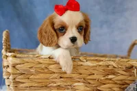 Nugget, a male Cavalier King Charles Spaniel for sale in Fresno, OH – 9 of 10