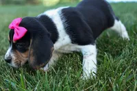 Cora 💖, a female Beagle for sale in Fresno, OH – 9 of 10