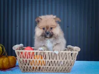 🐾 Meet Rambo — A Bouncy Little Ball of Fluff! 🐾, a male Pomeranian for sale in Fresno, OH – 5 of 10