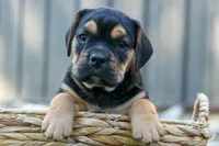Ace 🐶✨, a male English Bulldog and Beagle for sale in Fresno, OH – 5 of 10