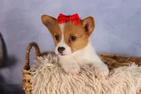 Brusie, a male Pembroke Welsh Corgi for sale in Fresno, OH – 8 of 10
