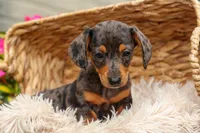 Holly 🌸, a female Miniature Dachshund for sale in Fresno, OH – 6 of 10