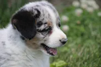 Baxter💙🐾, a male Australian Shepherd and Pembroke Welsh Corgi for sale in Fresno, OH – 2 of 9