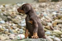 Gus 🐾, a male Doberman Pinscher for sale in Fresno, OH – 6 of 8