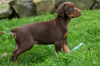 Gus 🐾, a male Doberman Pinscher for sale in Fresno, OH – 5 of 8