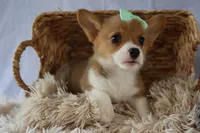 Zella 💗, a female Pembroke Welsh Corgi for sale in Fresno, OH – 6 of 9