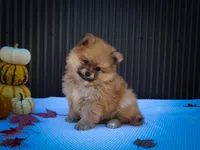  Max🐾, a male Pomeranian for sale in Fresno, OH – 4 of 10