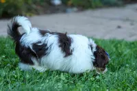  Oliver , a male Maltese and Shih Tzu for sale in Fresno, OH – 2 of 10