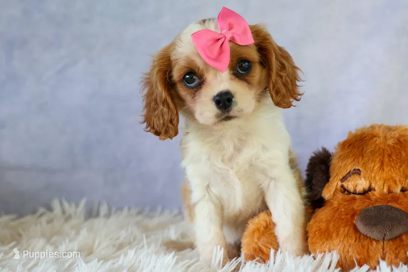  Nellie – Cavalier King Charles Spaniel puppy for sale in Fresno, OH