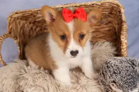 Brusie, a male Pembroke Welsh Corgi for sale in Fresno, OH – 6 of 10