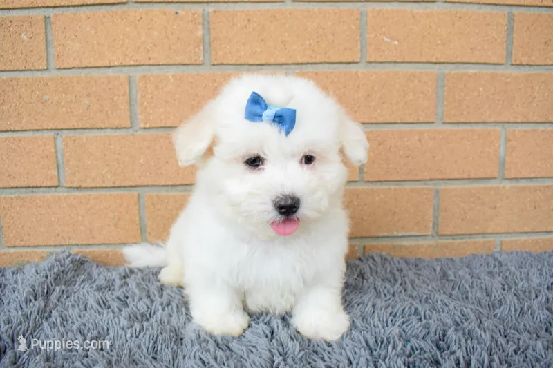 Bryson 🐾 – Maltese puppy for sale in Fresno, OH