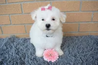 Brooke 🎀, a female Maltese for sale in Fresno, OH – 4 of 7