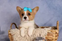  Benji🐾🐶, a female Pembroke Welsh Corgi for sale in Fresno, OH – 3 of 8