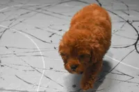 Loise, a female Poodle - Miniature  for sale in Fresno, OH – 6 of 10